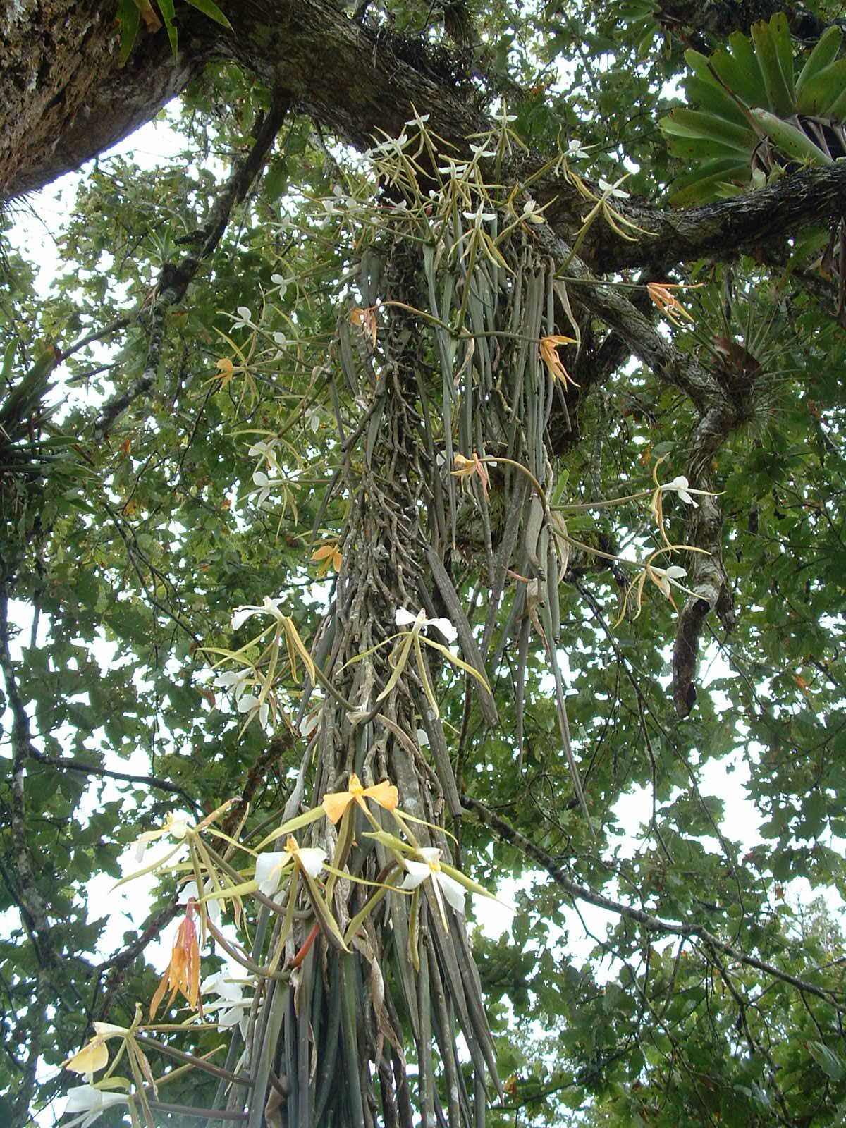 Epidendrum parkinsonianum